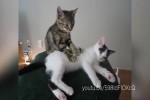 Katzenmassage.mp4 auf <a href=