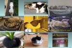 Katzen-die-wirklich-überall-schlafen.pps auf <a href=