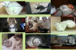 Glaskunst---die-Katzen-.pps auf <a href=