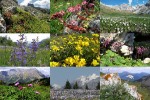 Blumen-in-den-Dolomiten.pps auf <a href=
